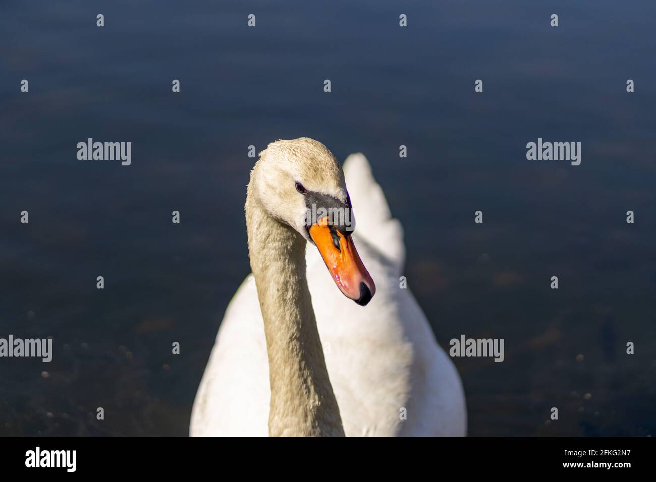 Beautiful white swan in the pond Stock Photo - Alamy