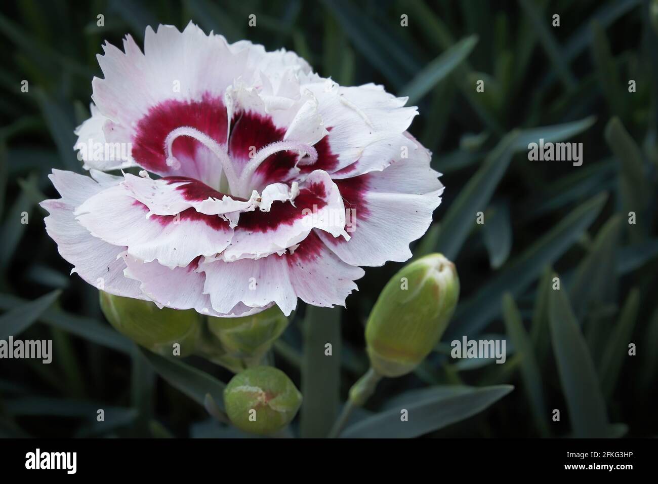 Closeup of a red and white dianthus flower in bloom Stock Photo