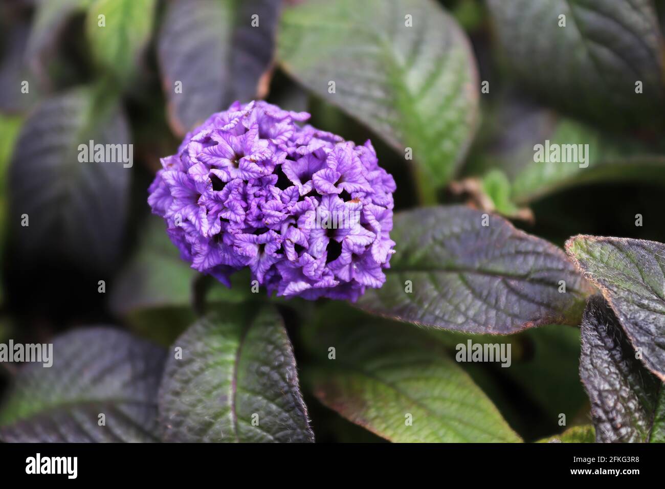 Closeup of purple heliptropium flowers in full bloom Stock Photo