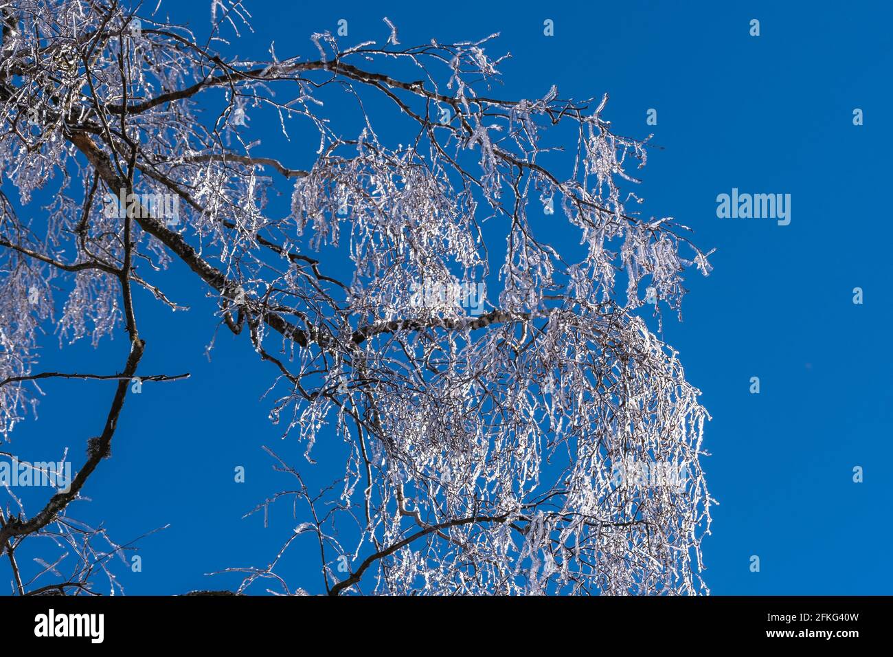 Wiesbaden tree hires stock photography and images Alamy