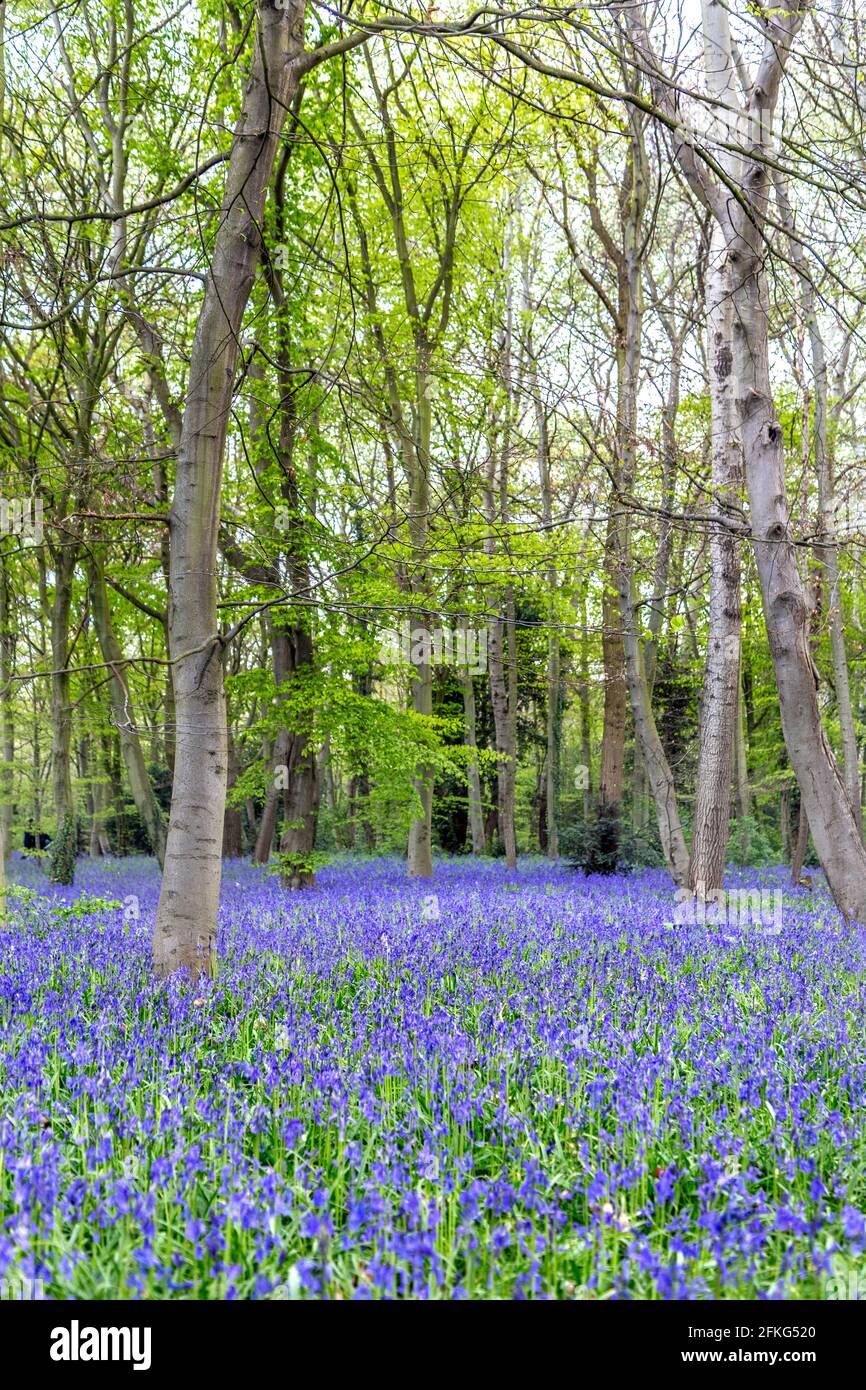 Bluebell blooming season at Chalet Wood in Wanstead Park, London, UK Stock Photo