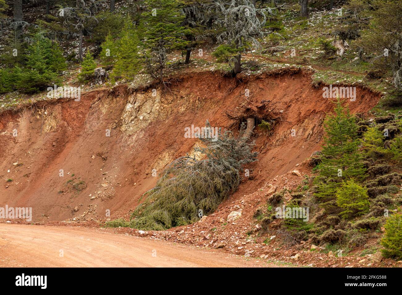 Tree uprooted by a landslide at the edge of the forest Stock Photo