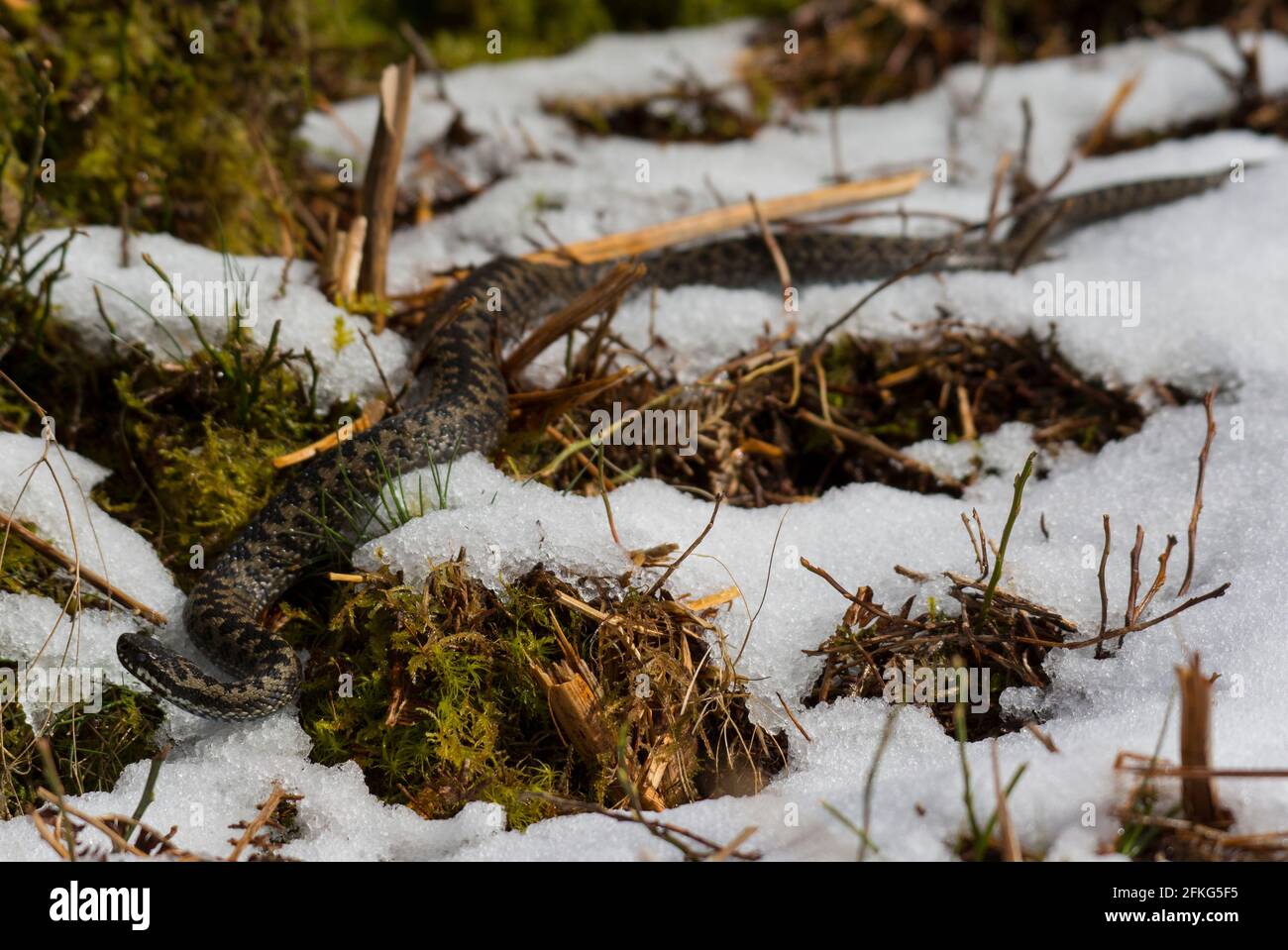 Male Adder (Vipera berus) in the snow, in the Pennine hills, England. Stock Photo