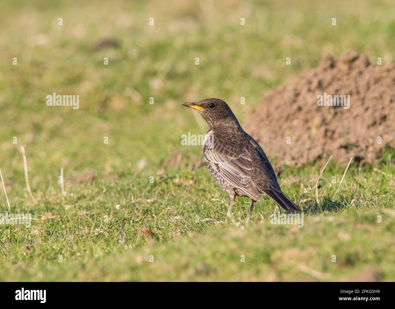 Female Ring Ouzel (Turdus torquatus) on a grass moorland in the South Yorkshire Pennines. Stock Photo