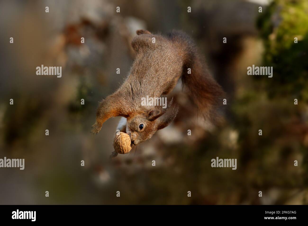 RED SQUIRREL Stock Photo