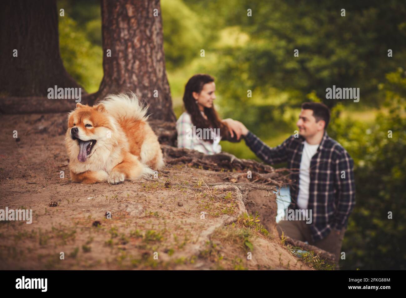 cute dog chow chow lying on the ground. happy couple in the background Stock Photo