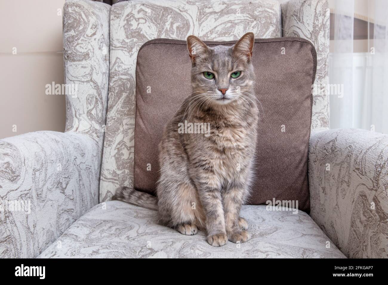 Cute gray cat on a chair. Grace. The breed of cat is Russian blue. Stock Photo