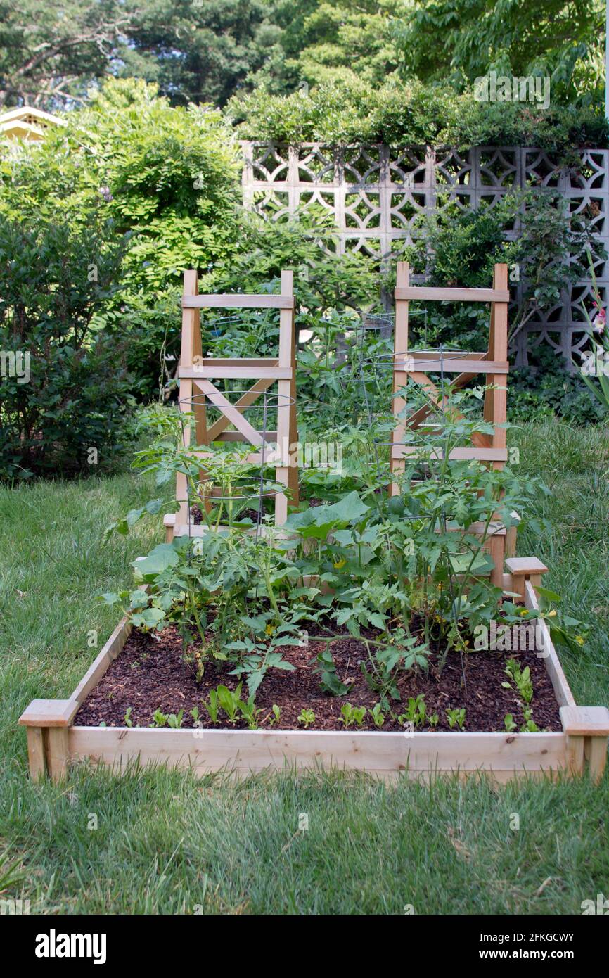 A thriving container vegetable garden grows outside in an urban yard in summer Stock Photo