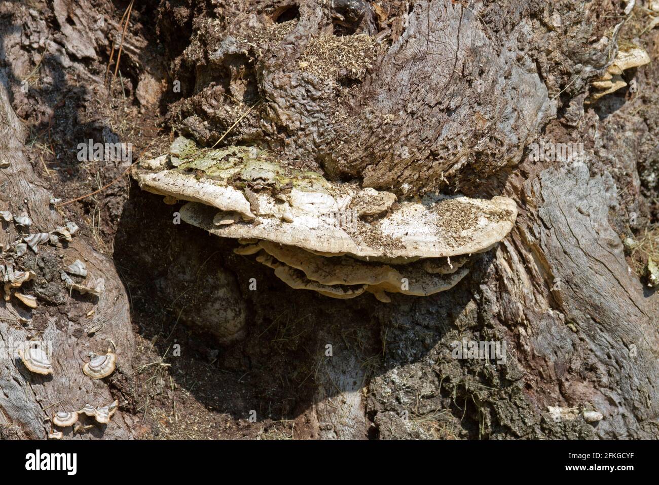 Closeup of a conk, also called Bracket fungi, or Shelf fungi, growing