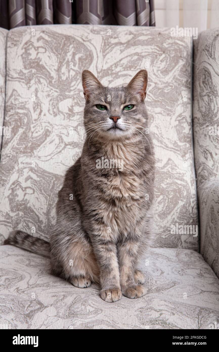 Cute gray cat on a chair. Grace. The breed of cat is Russian blue. Stock Photo