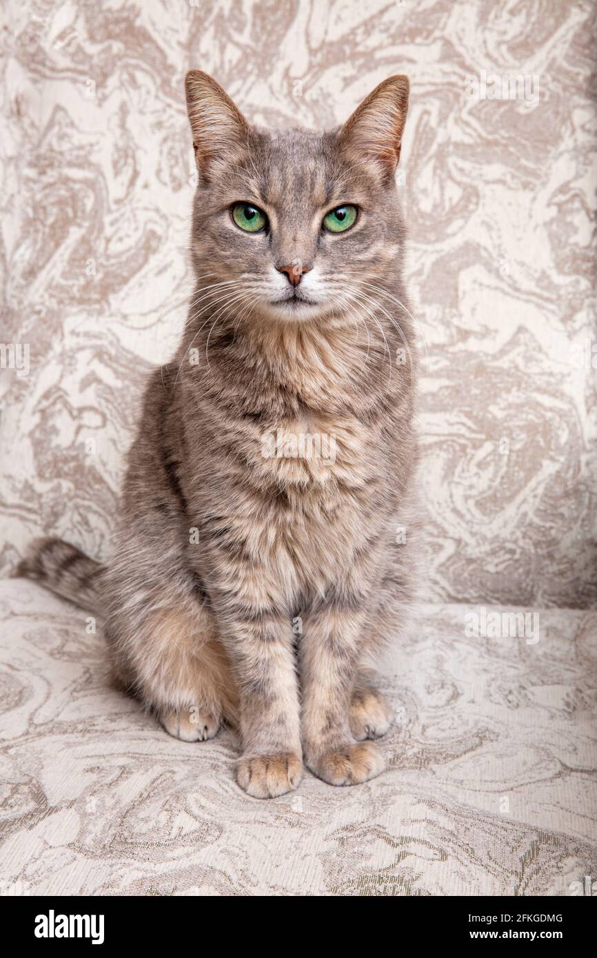 Cute gray cat on a chair. Grace. The breed of cat is Russian blue. Stock Photo