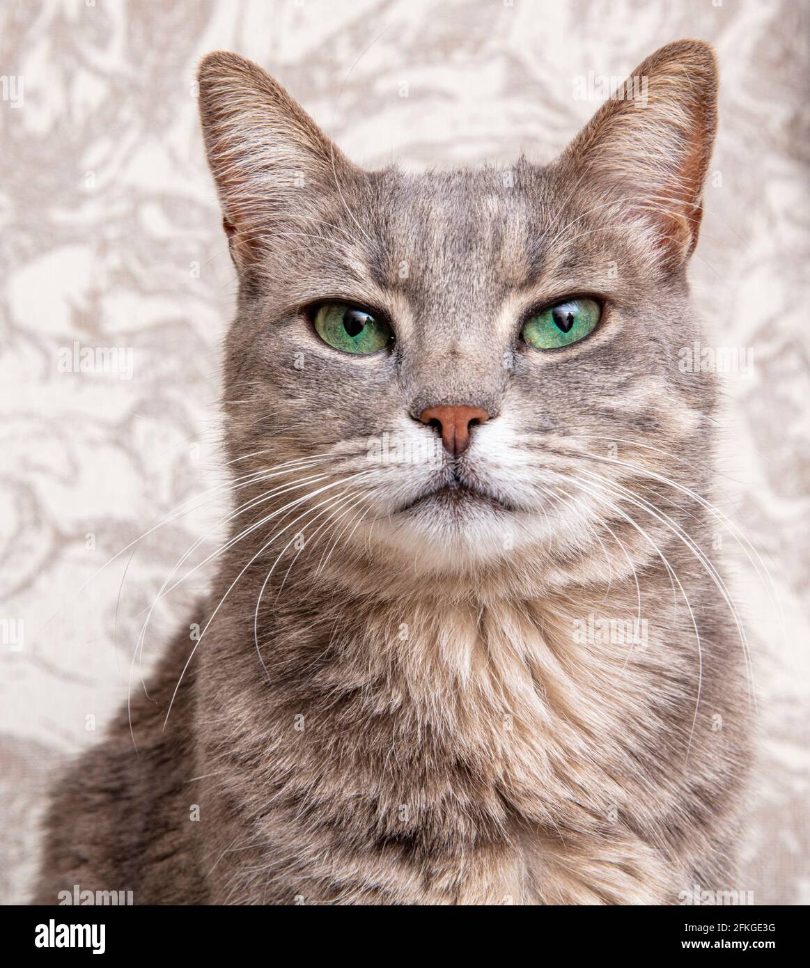 Cute gray cat on a chair. Grace. The breed of cat is Russian blue. Stock Photo