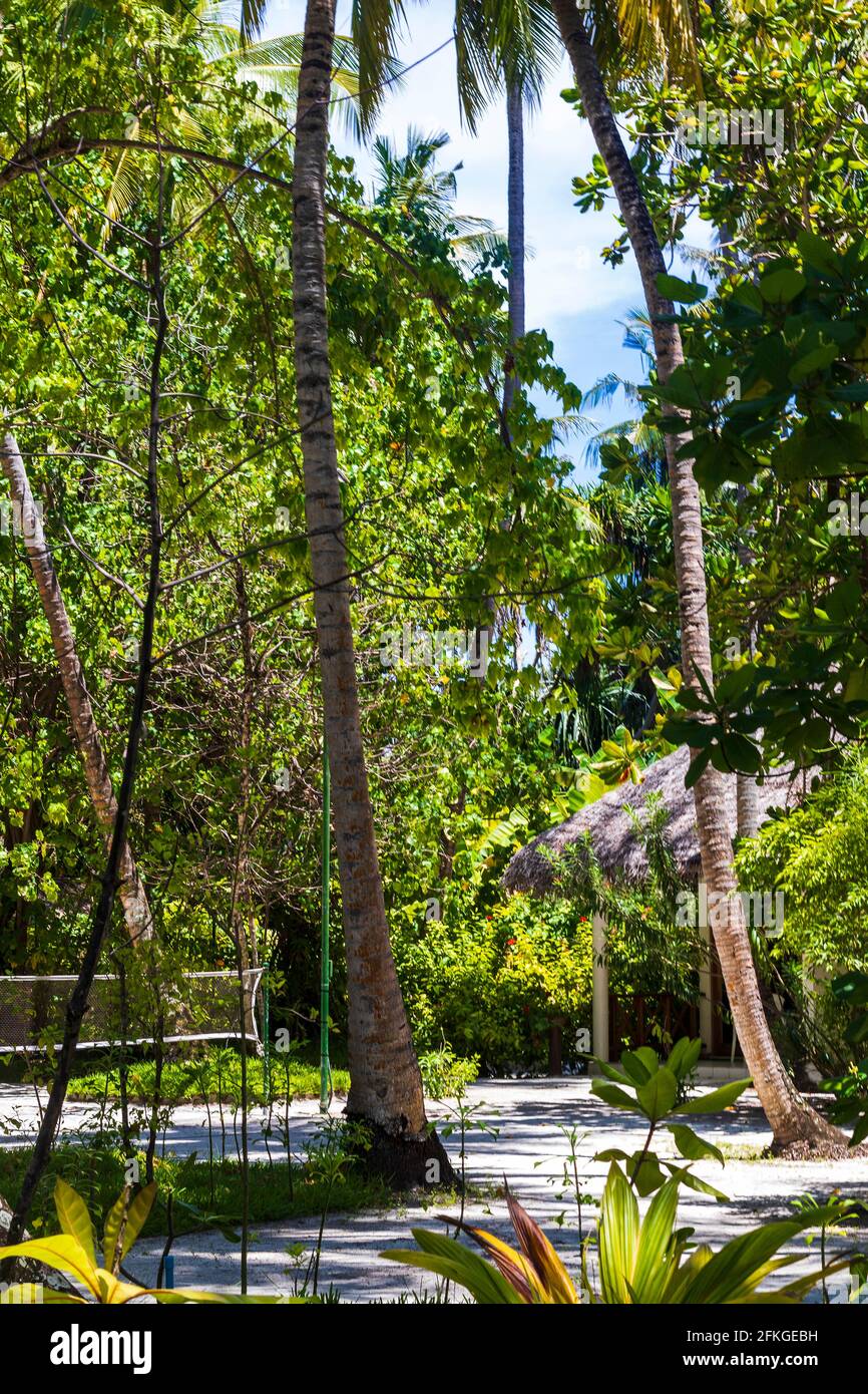Shot of a tropical trees Stock Photo Alamy