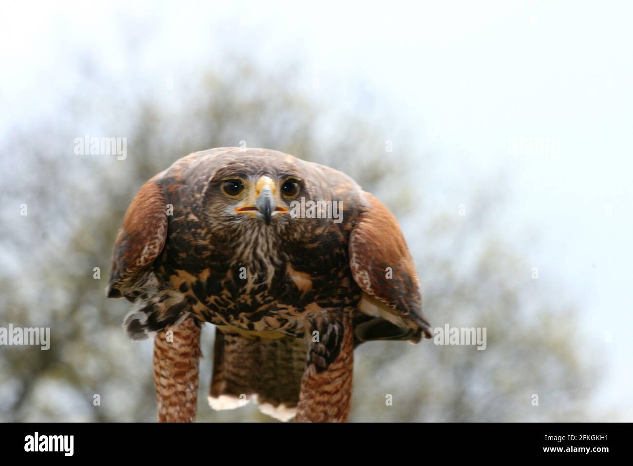 The buzzard (Buteo) is a bird of prey, from the family of Accipitridae Stock Photo