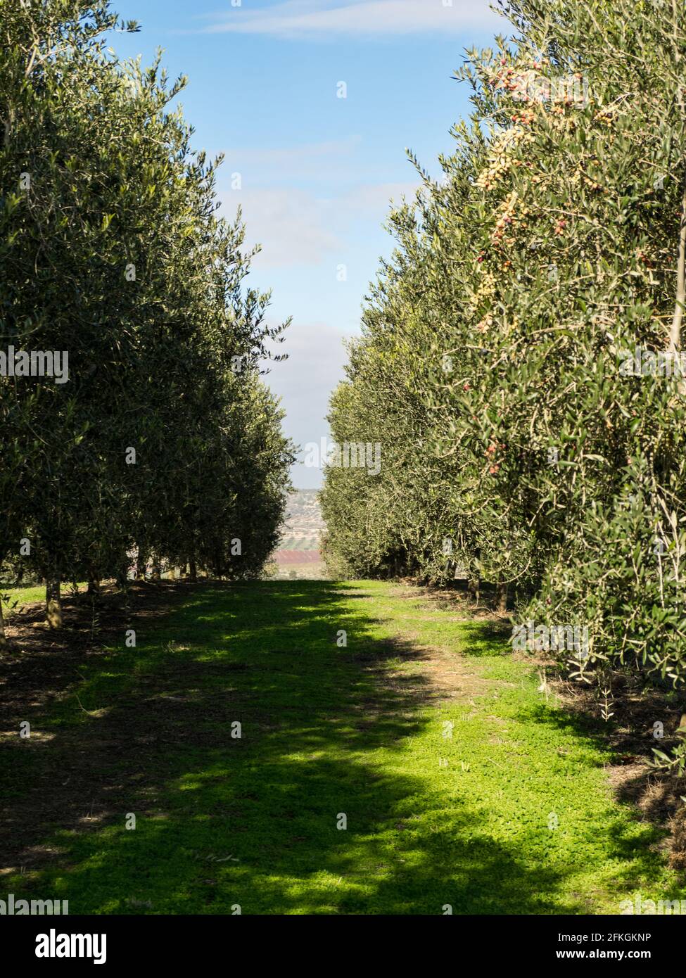 Vertical shot lawn trees hi-res stock photography and images - Alamy