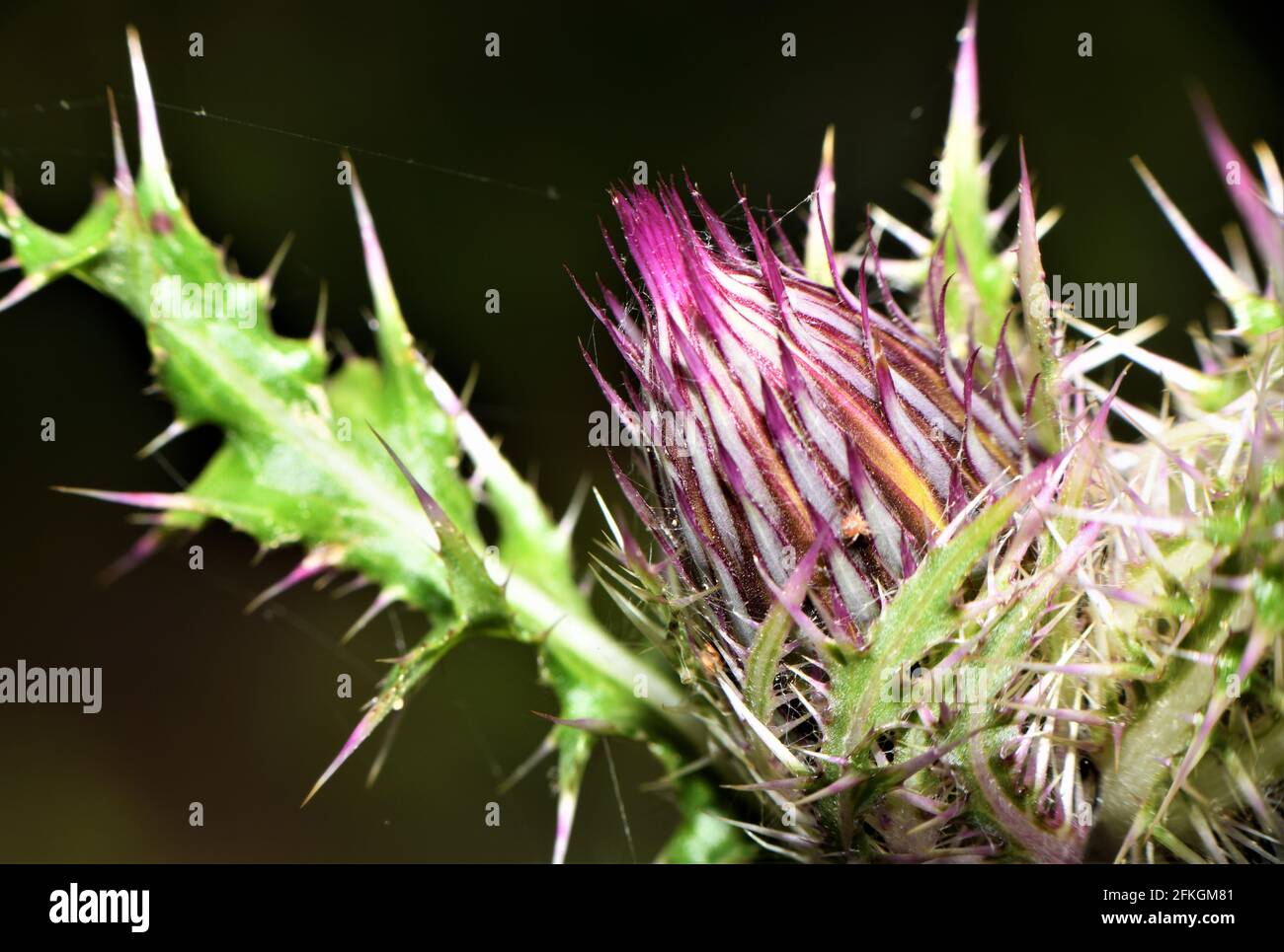 Purple bristle thistle. Stock Photo