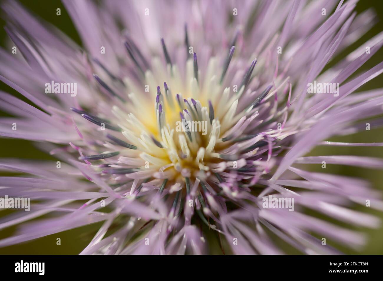 Flora of Gran Canaria - Galactites tomentosa, natural macro floral background Stock Photo
