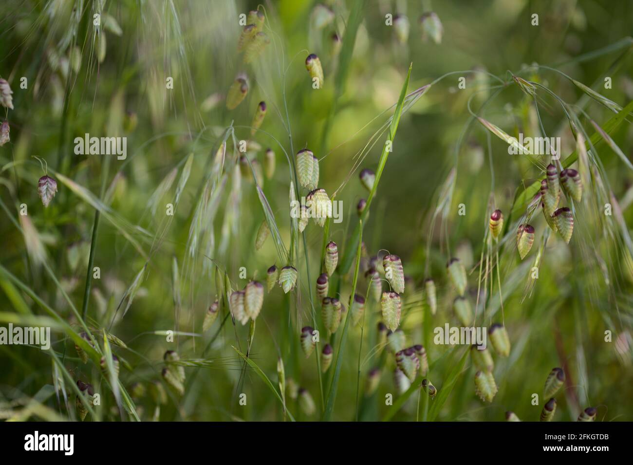 Flora of Gran Canaria Briza maxima, Greater quakinggrass natural macro floral background
