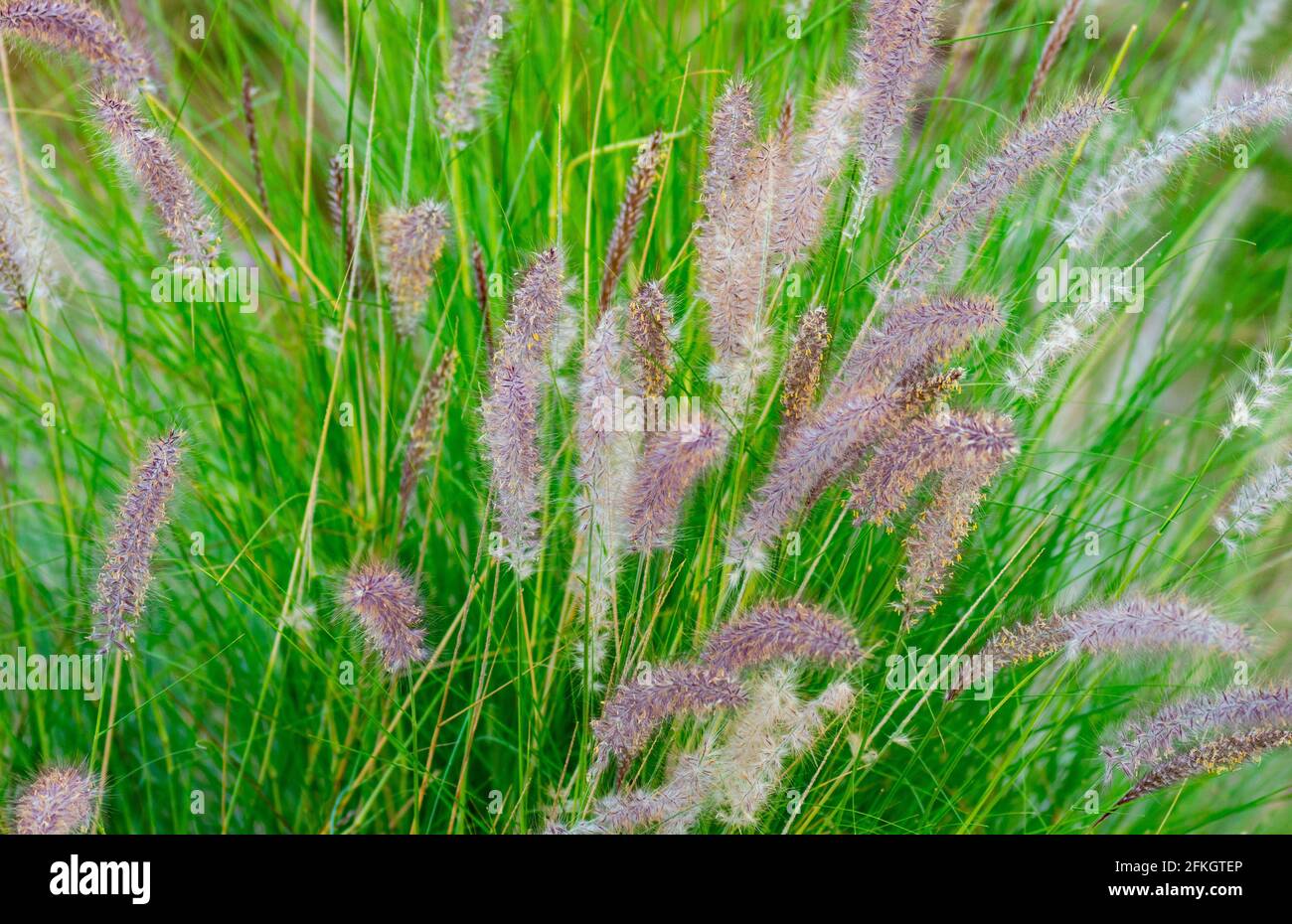 Purple fountain grass ornamental hi-res stock photography and images ...
