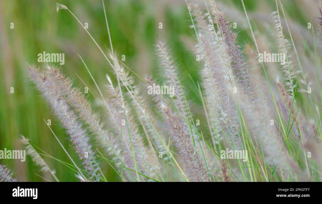 Burgundy fountain grass hi-res stock photography and images - Alamy