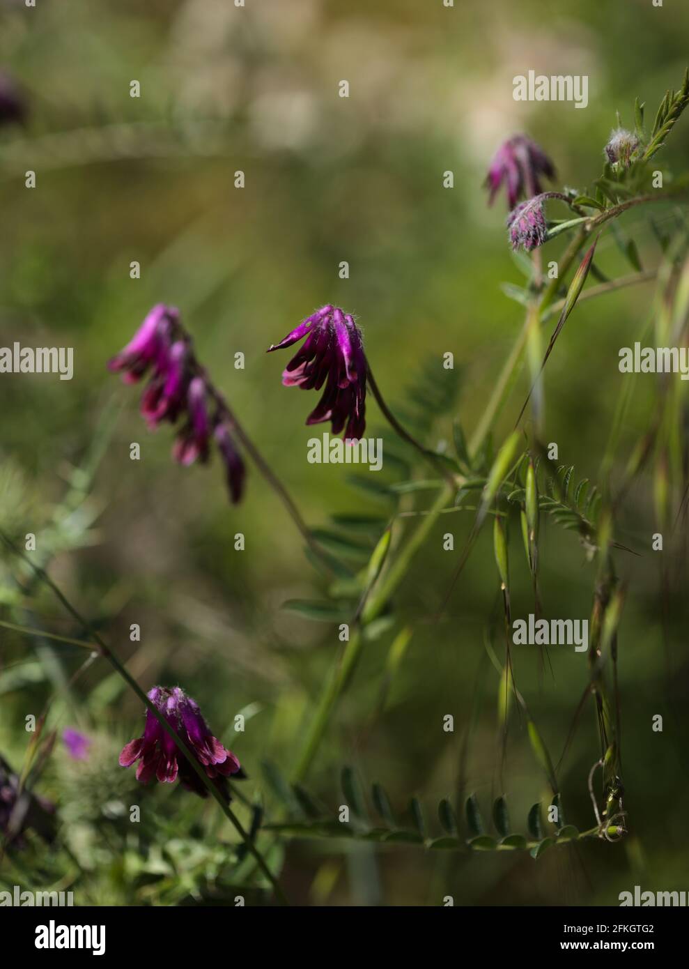 Flora of Gran Canaria -  Vicia villosa, fodder vetch natural macro floral background Stock Photo