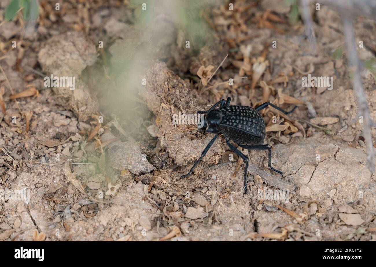 Pitted darkling beetle (Adesmia cancellata) found in Qatar desert Stock