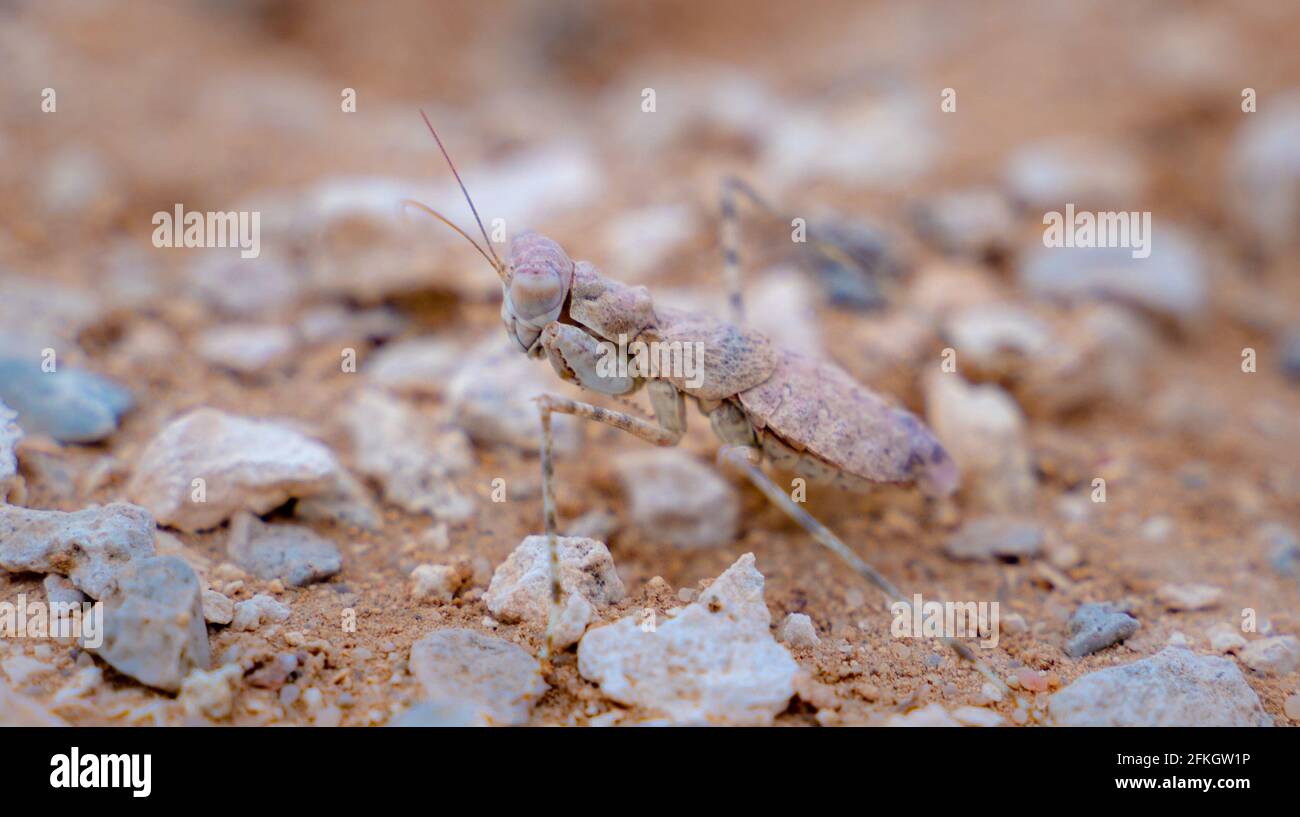 Camouflaged ground mantis (Eremiaphila baueri) in the desert sand in Qatar. Selective focus Stock Photo