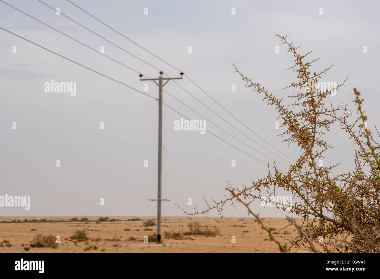 Desert landscape with electric towers and Desert thorn Lycium shawii plant. Selective focus Stock Photo