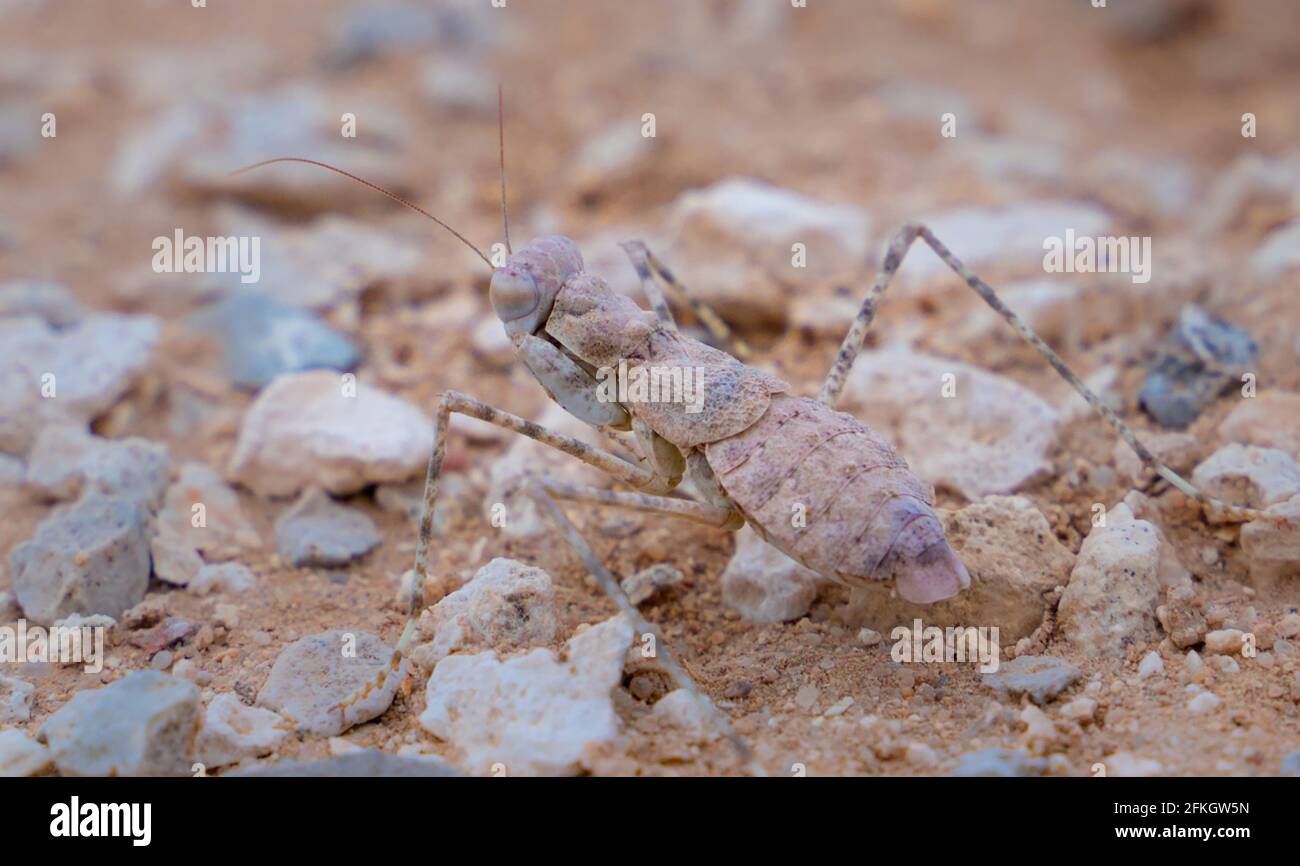 Camouflaged ground mantis (Eremiaphila baueri) in desert sand in Qatar. Selective focus Stock Photo