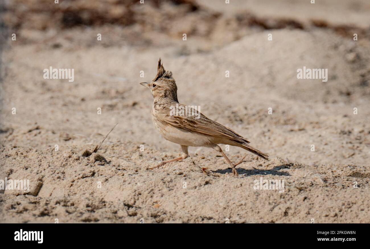 A Crested Lark (Galerida cristata) .Shot while Running on the sand of Qatar shore during the winter season beginning Stock Photo