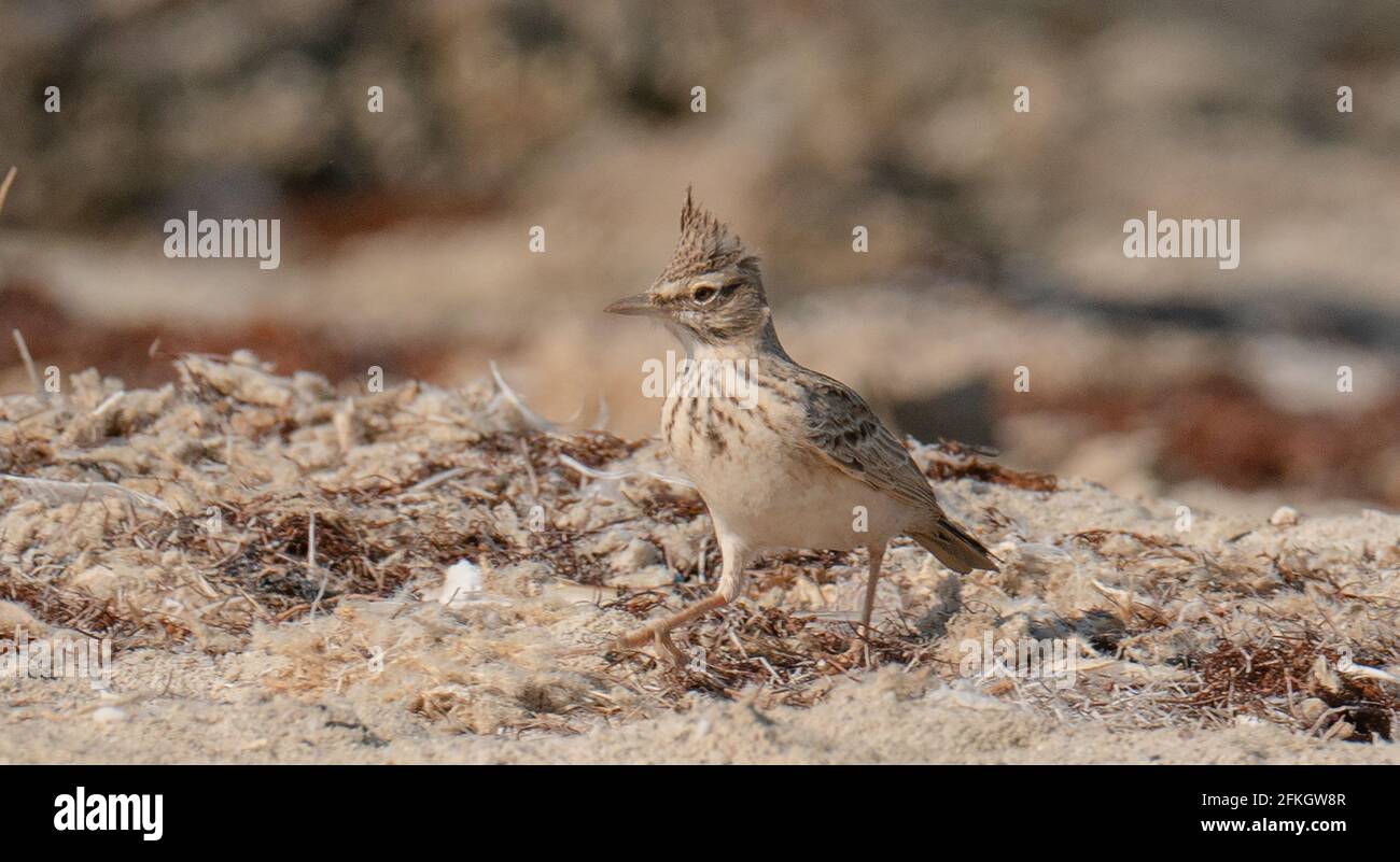 A Crested Lark (Galerida cristata) .Shot while Running on the sand of Qatar shore during the winter season beginning Stock Photo