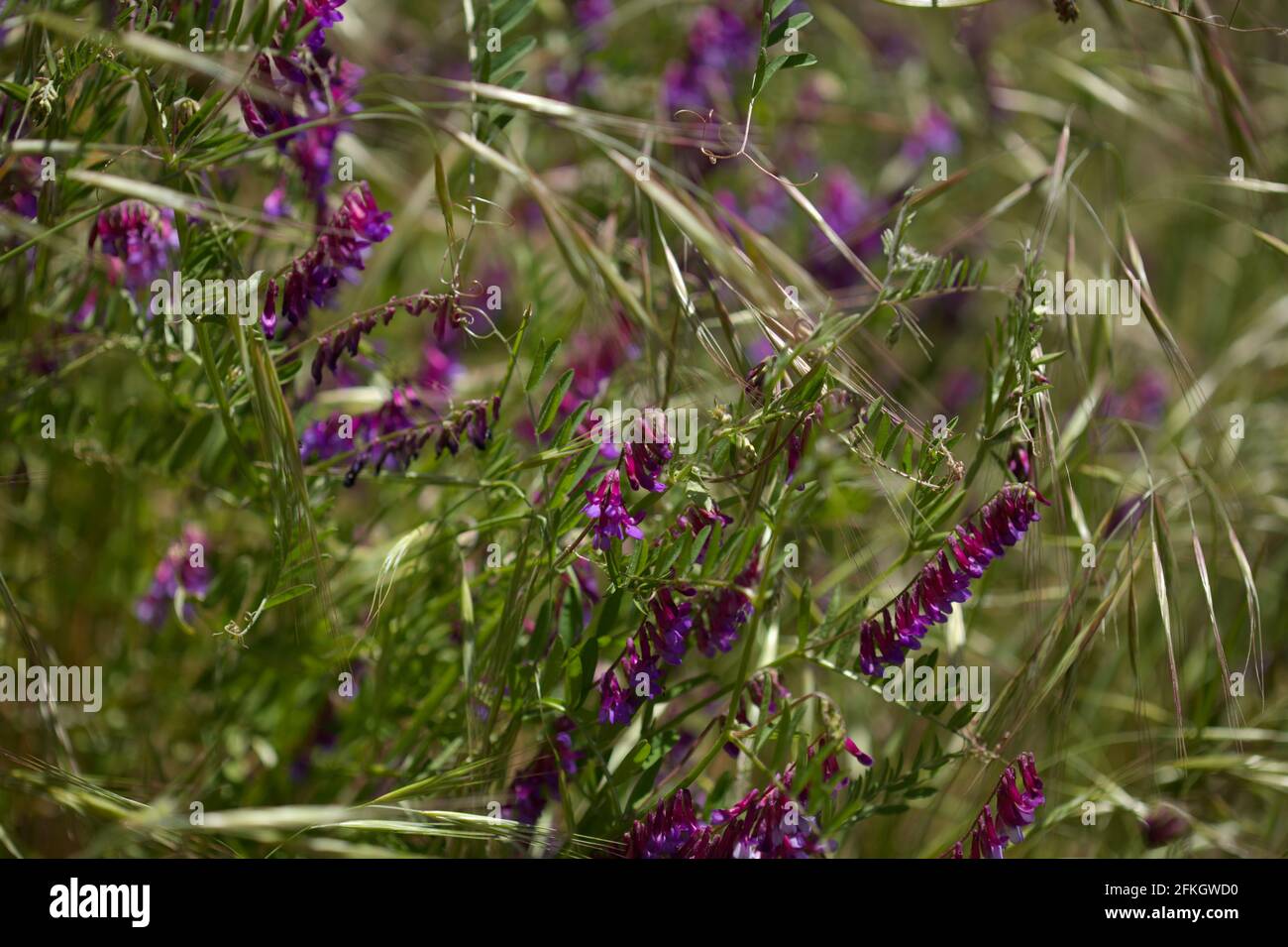 Flora of Gran Canaria -  Vicia villosa, fodder vetch natural macro floral background Stock Photo