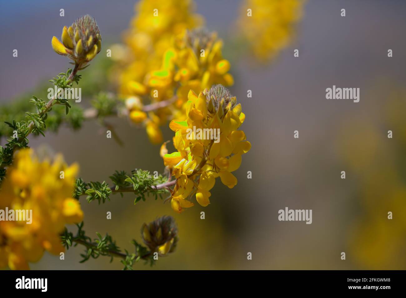 Flora of Gran Canaria -  flowering Adenocarpus foliolosus, Canary Island flatpod natural macro floral background Stock Photo