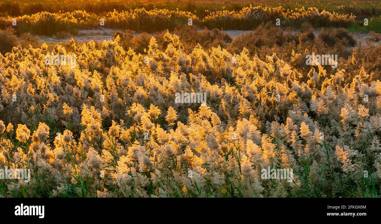 Pampas grass at the edge of lagoon in Qatar.Selective focus Stock Photo