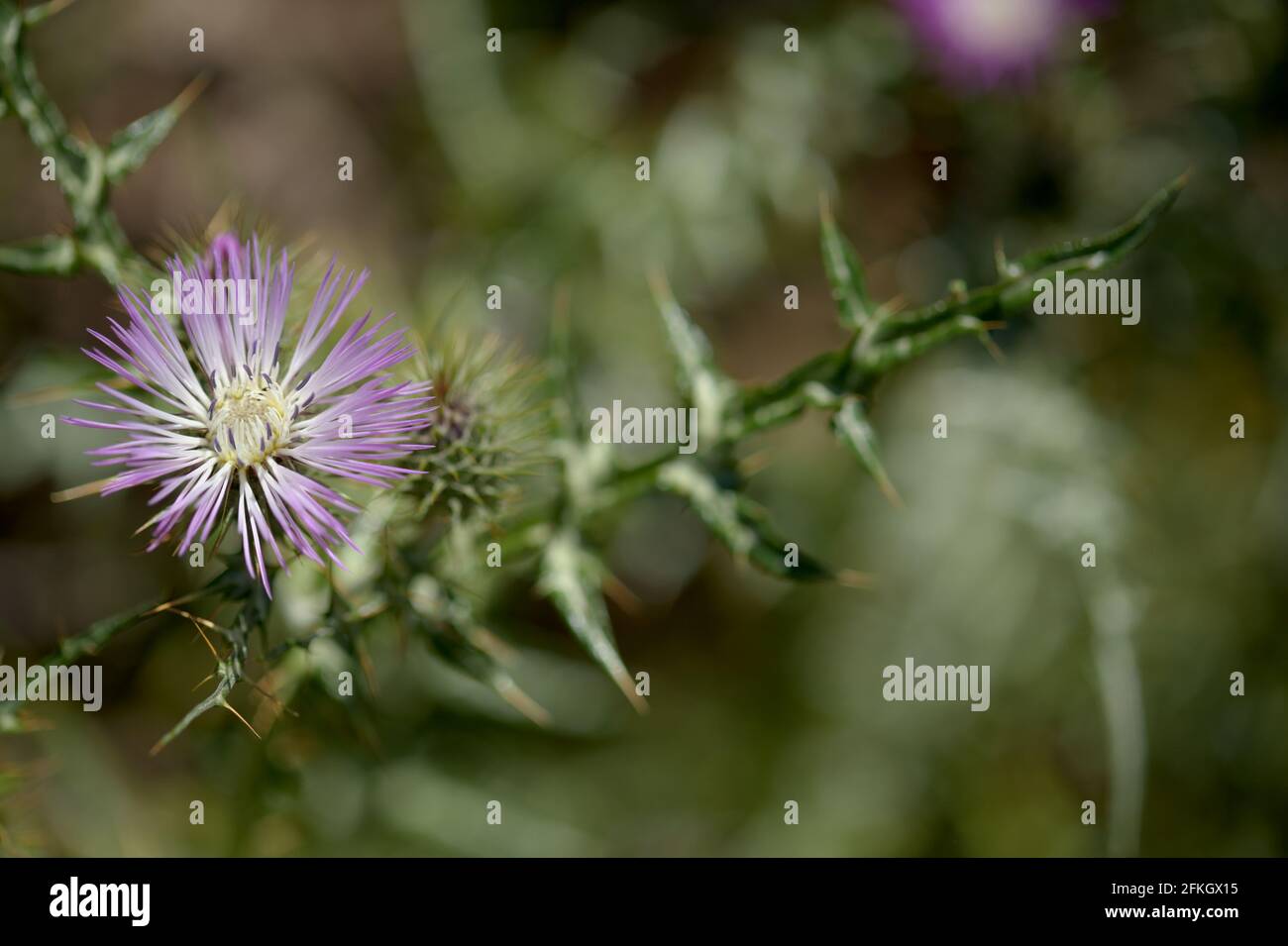 Flora of Gran Canaria - Galactites tomentosa, natural macro floral background Stock Photo