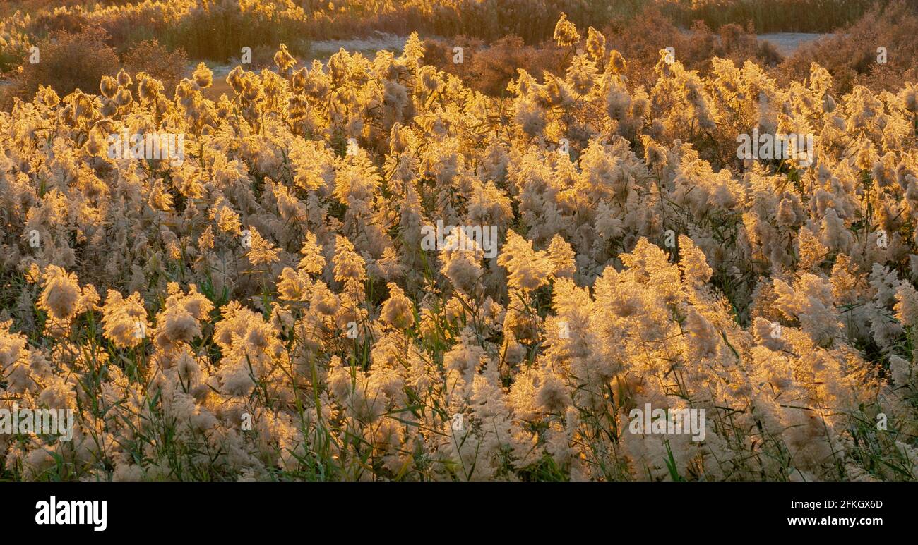 Pampas grass at the edge of lagoon in Qatar.Selective focus Stock Photo