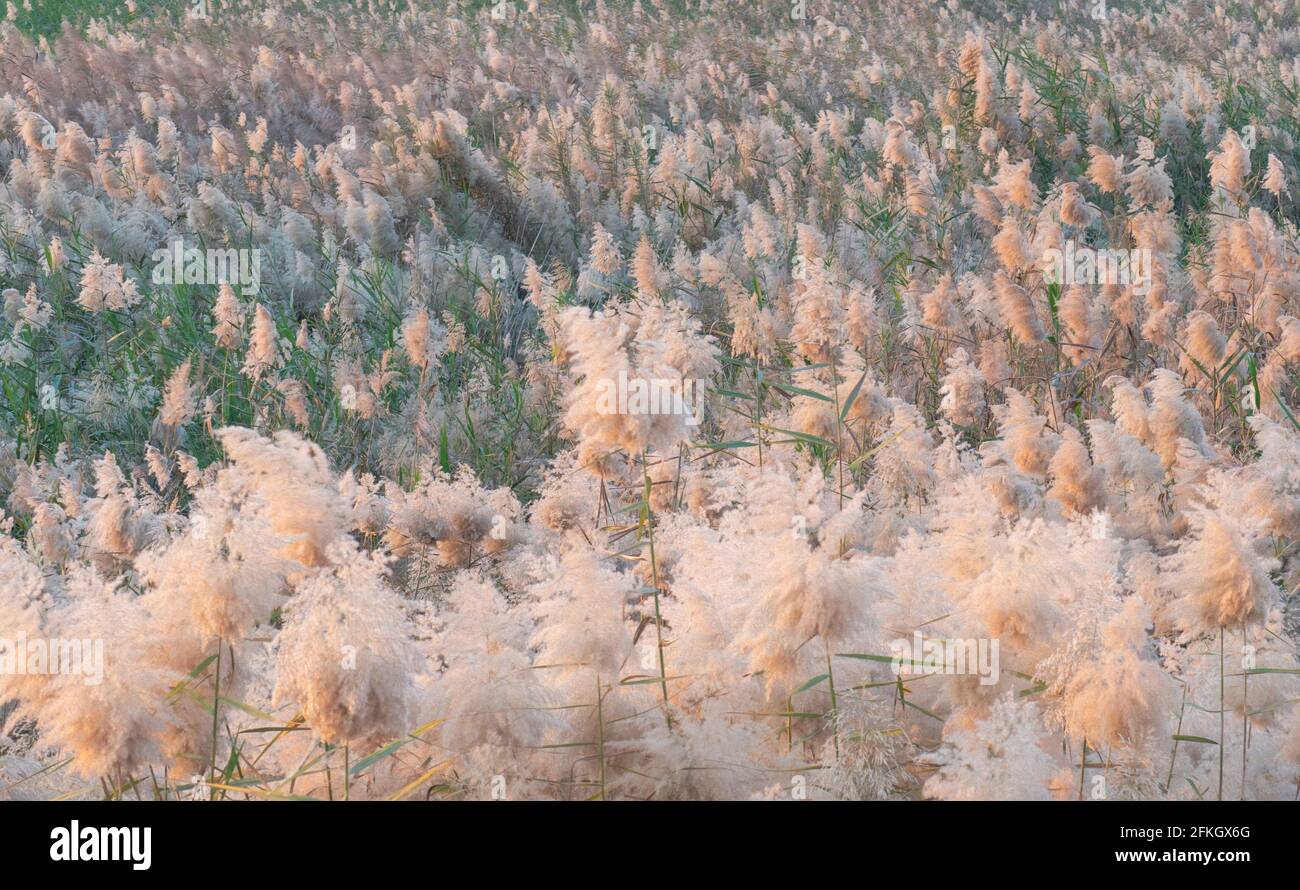 Pampas grass at the edge of lagoon in Qatar.Selective focus Stock Photo