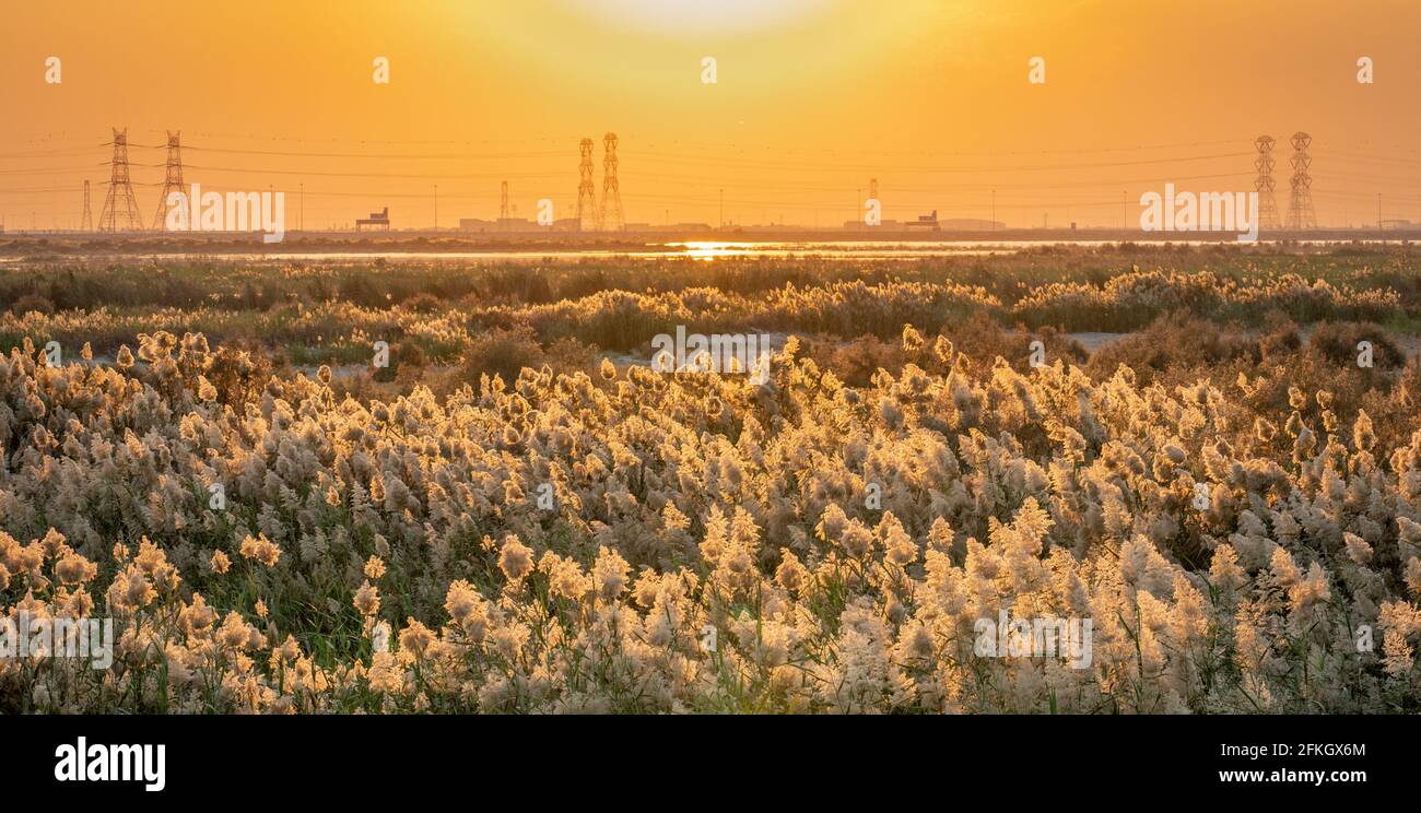 Pampas grass at the edge of lagoon in Qatar.Selective focus Stock Photo