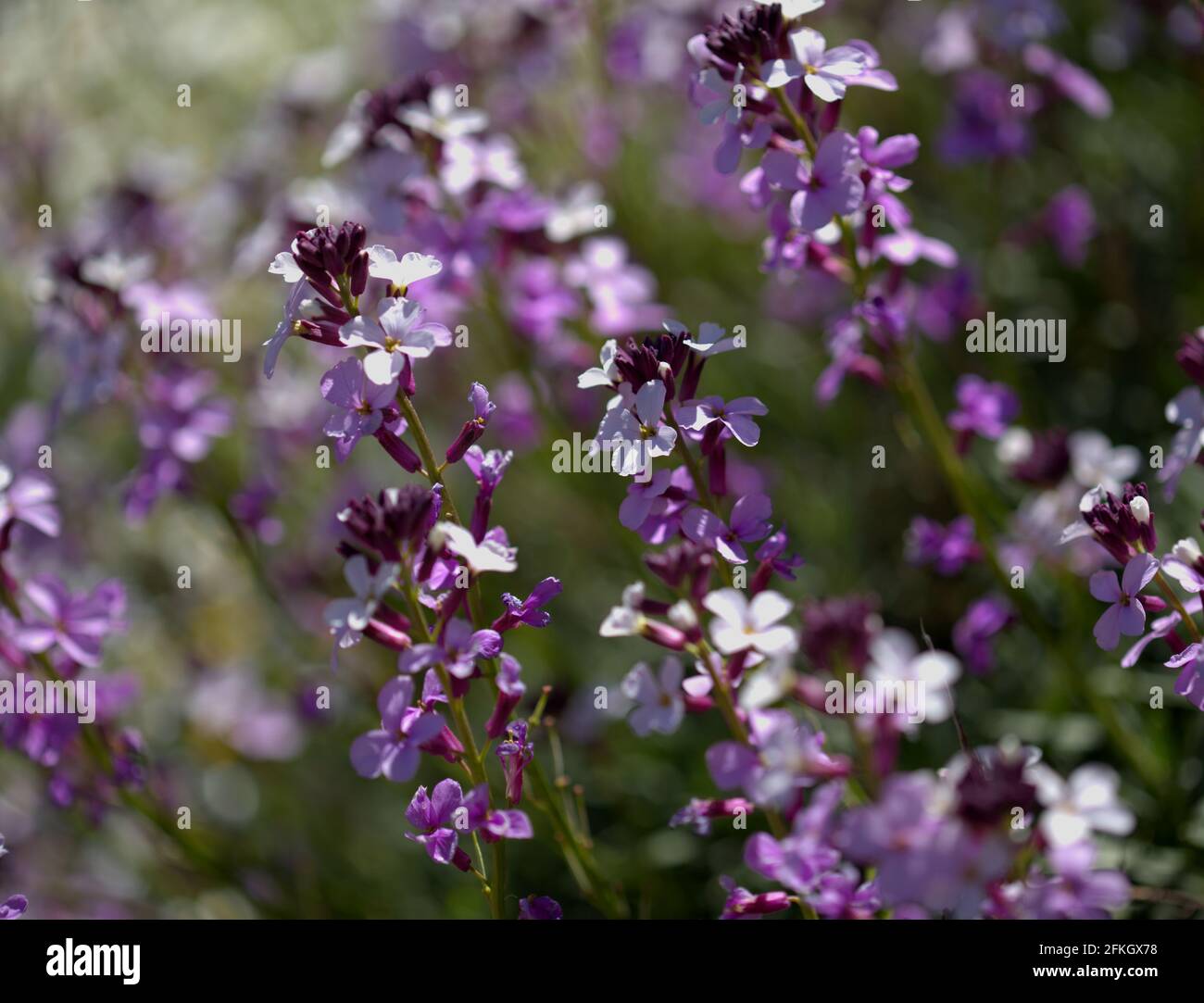 Flora of Gran Canaria - lilac flowers of crucifer plant Erysimum albescens, endemic to the island natural macro floral background Stock Photo