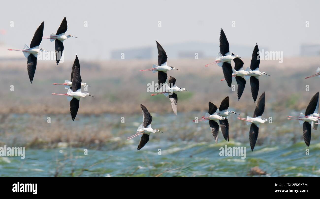 multiple black-necked stilt wading flying.selective focus Stock Photo
