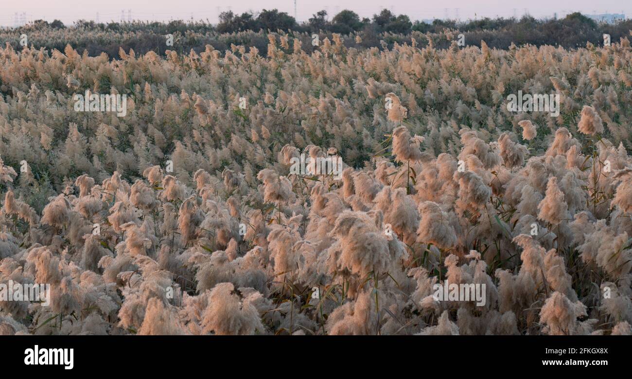 Pampas grass at the edge of lagoon in Qatar.Selective focus Stock Photo