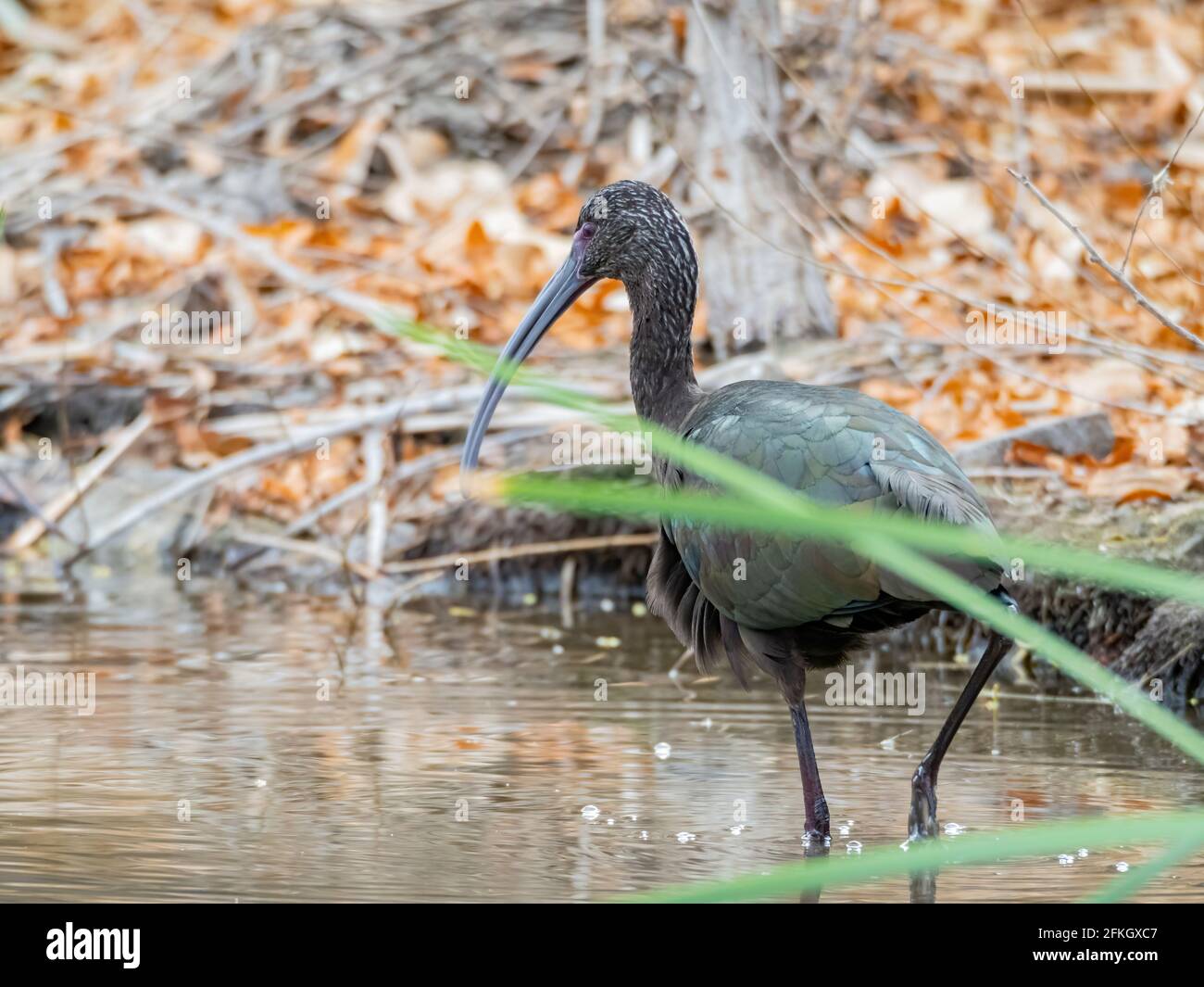 Close up shot of cute White-faced ibis in a river at Las Vegas, Nevada Stock Photo