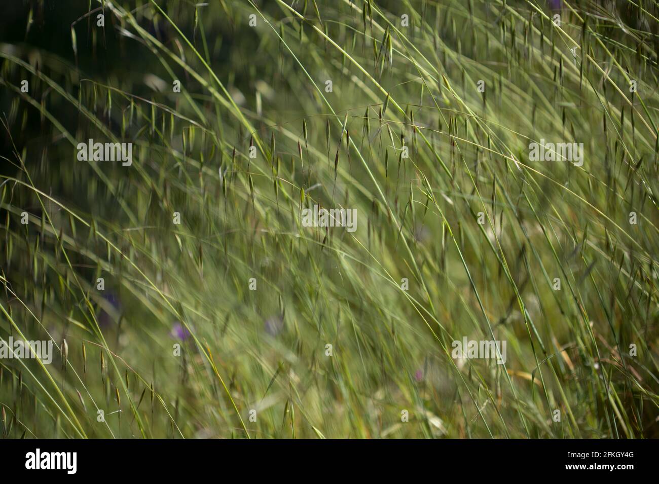 Flora of Gran Canaria -  Avena fatua common wild oats natural macro floral background Stock Photo
