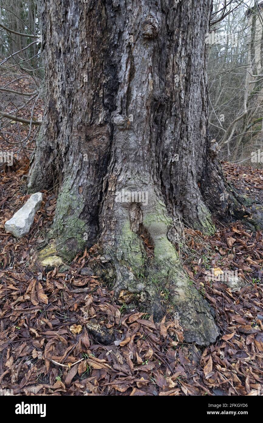 Roots of a thick tree in the autumn forest with dry leaves covering the ...