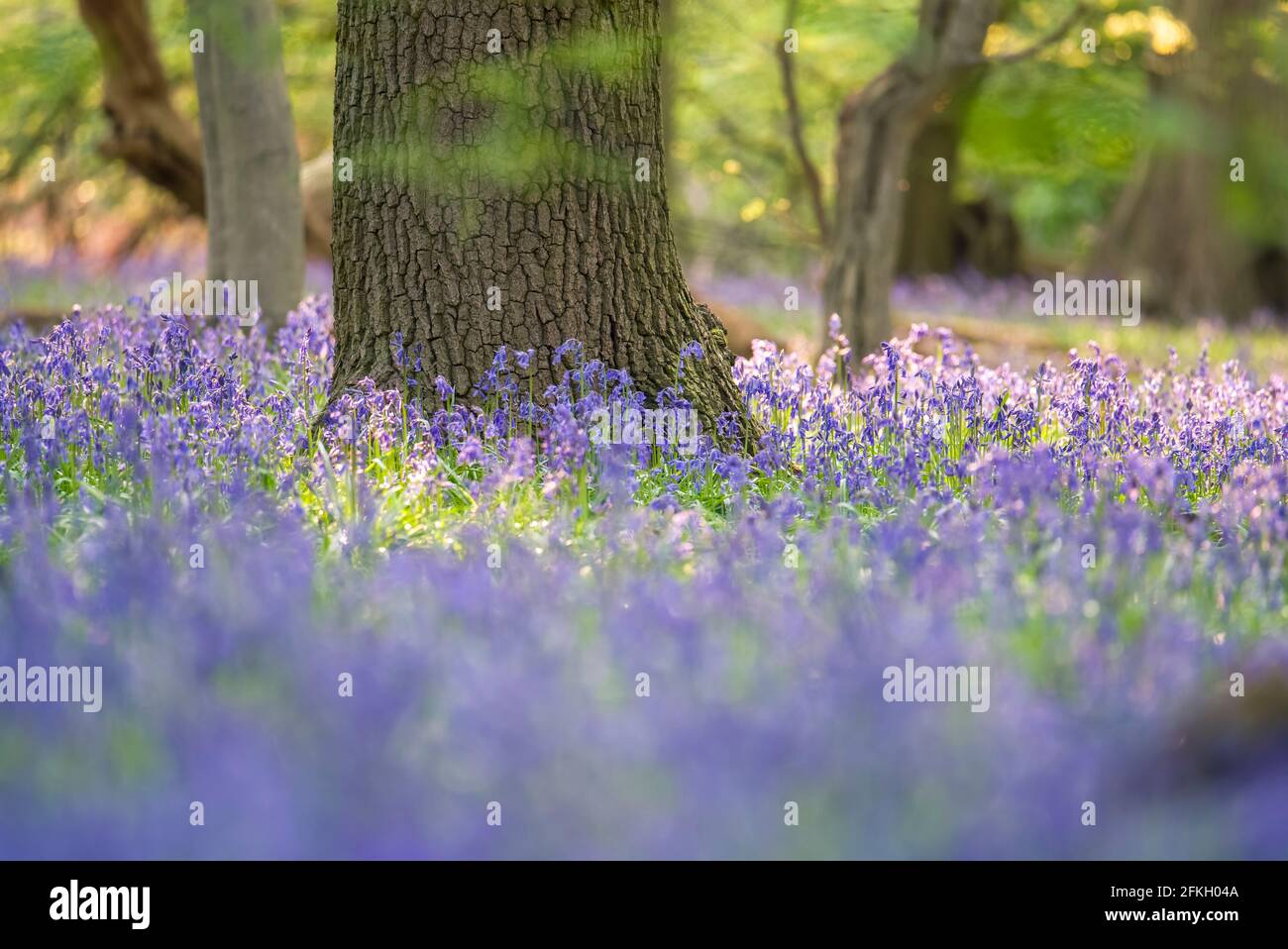A tree in the forest surrounded by bluebells Stock Photo