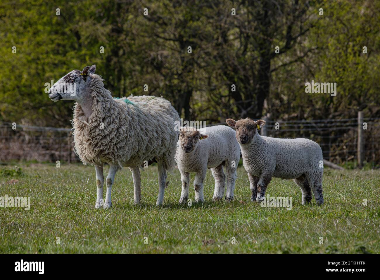 Sheep Offspring Parentage hi-res stock photography and images - Alamy