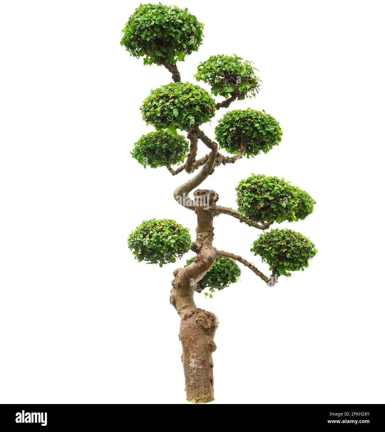 Bonsai tree isolated on white background Green shrub tree for outdoor