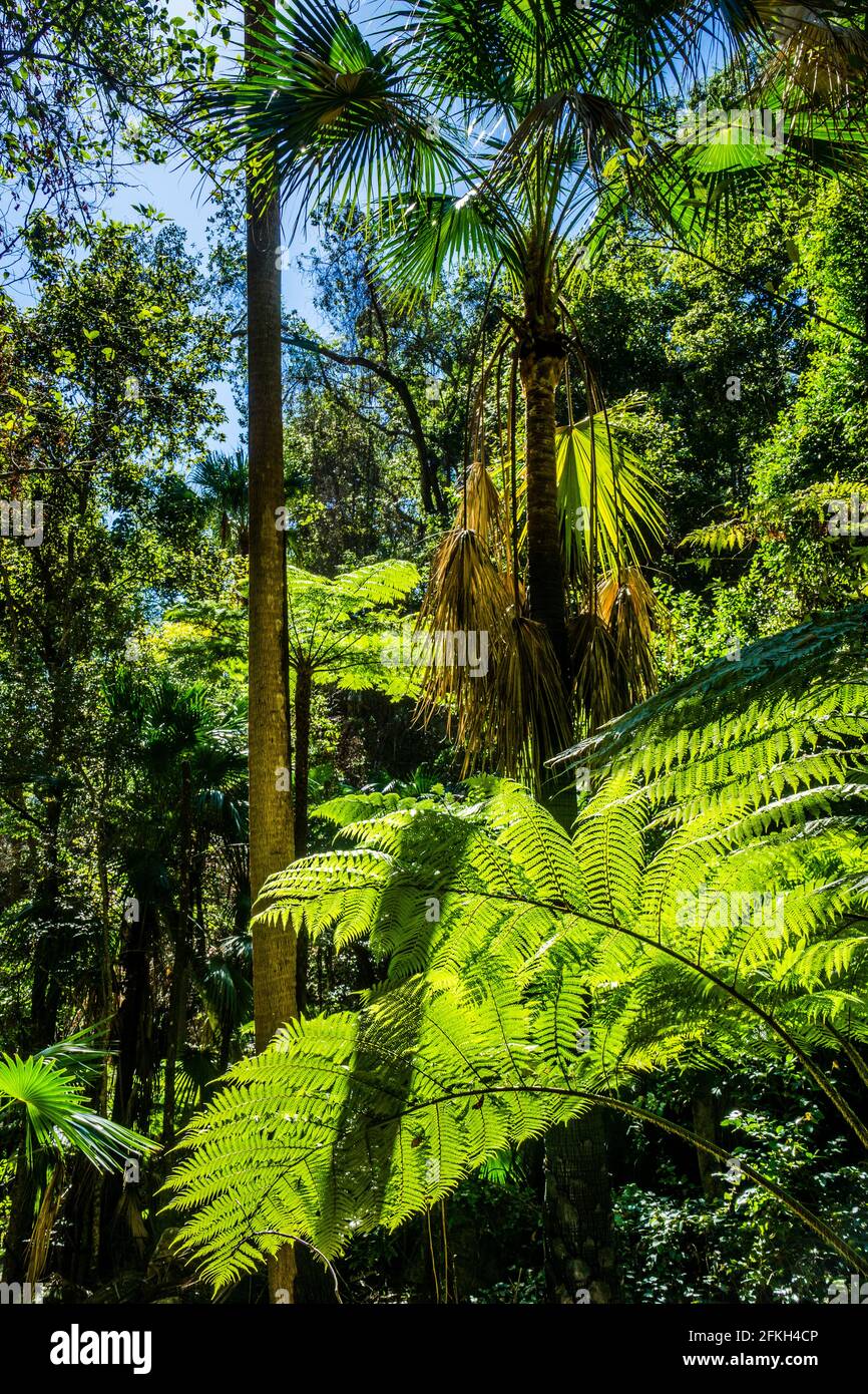 Carnarvon Fan Palm and fern trees in the subtropical forests of Carnarvon Gorge, Carnarvon National Park, Maranoa Region, Central Queensland, Australi Stock Photo