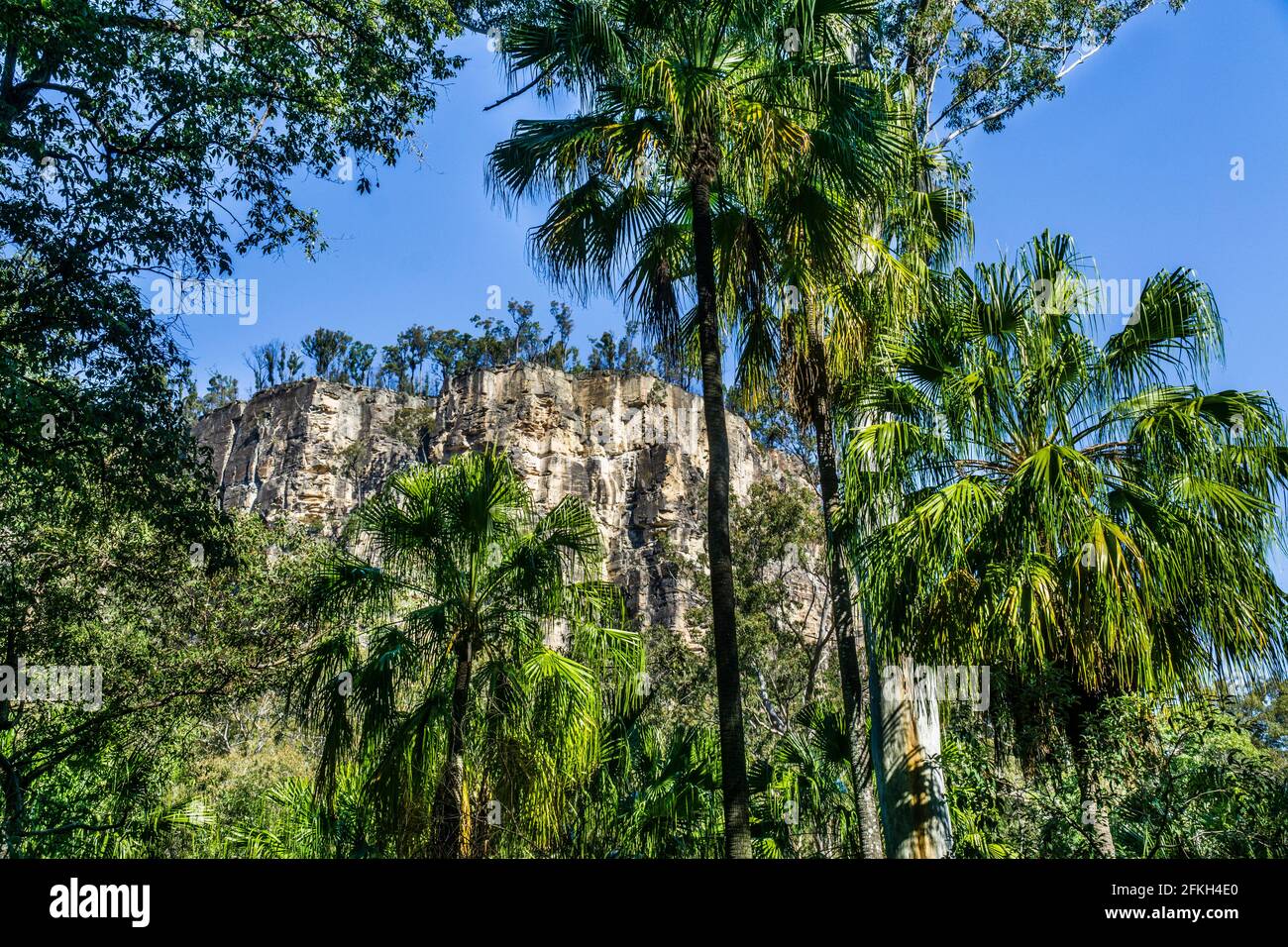 Carnarvon Fan Palms against the backdrop of dramatic cliff faces at