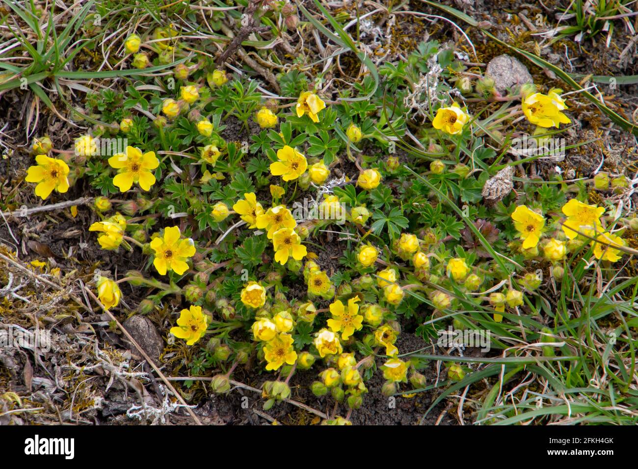 Yellow flowers of a Creeping Cinquefoil, also called Potentilla reptans or Kriechendes Fingerkraut Stock Photo